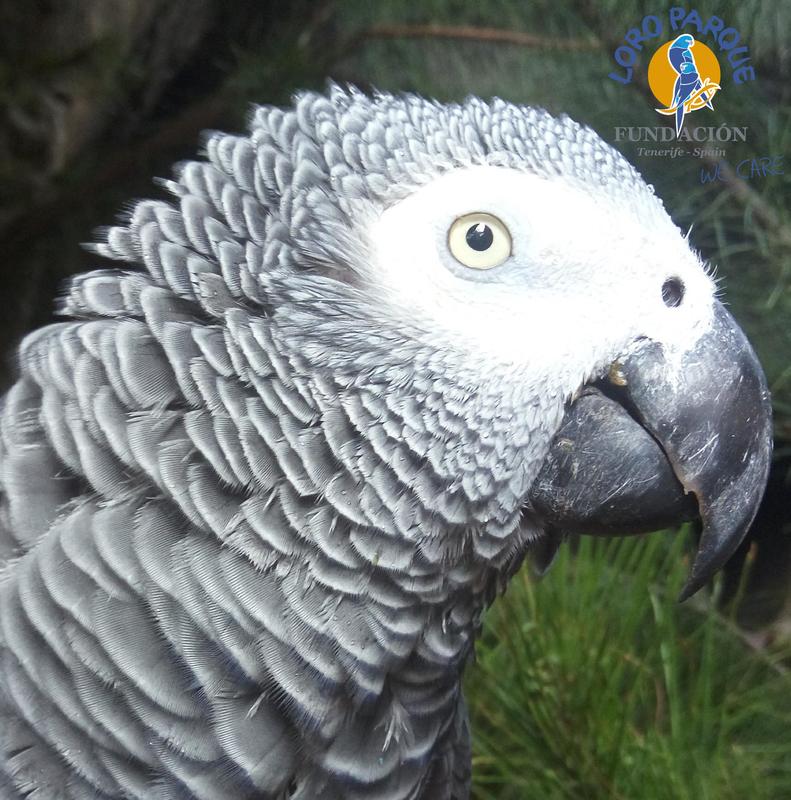 African grey parrots are more likely to reject an immediate reward with the prospect of a better one than macaws. 