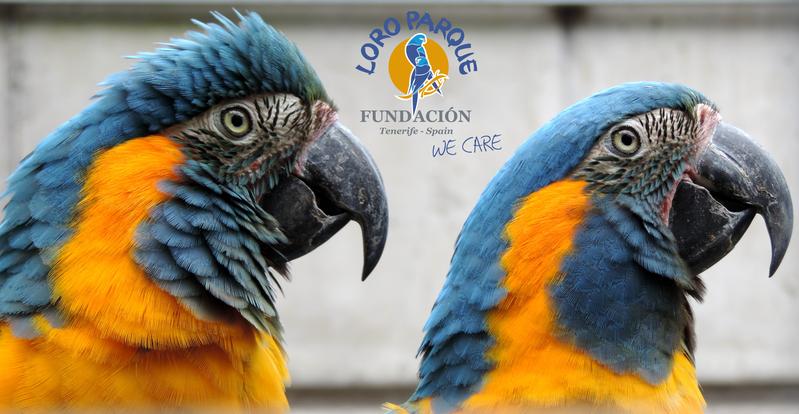  Blue-throated macaws managed to wait an average of just 8 seconds for their preferred food before they did go for the not-so-favorite sunflower seeds.