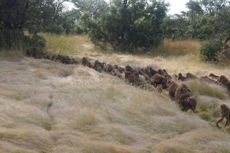 Eine Gruppe Guinea-Paviane an der Feldstation Simenti im Senegal wandert durch eine Graslandschaft. 