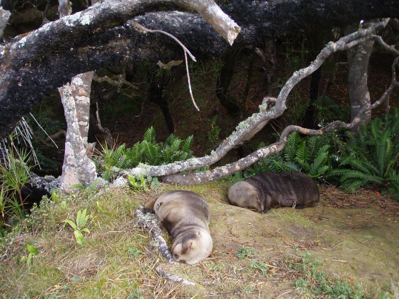 Das Aufspüren junger Neuseeland-Seelöwen im Wald ist nicht so leicht wie es aussieht.