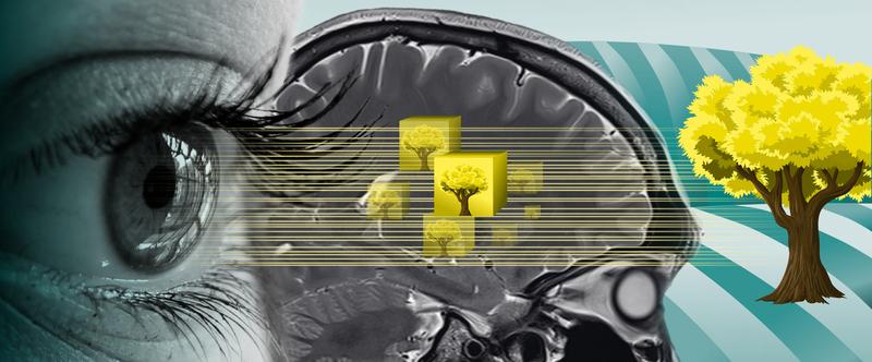 Die DeepMReye Software kann mithilfe von Künstlicher Intelligenz Blickposition und Augenbewegungen aus MRT-Bildern direkt vorhersagen.