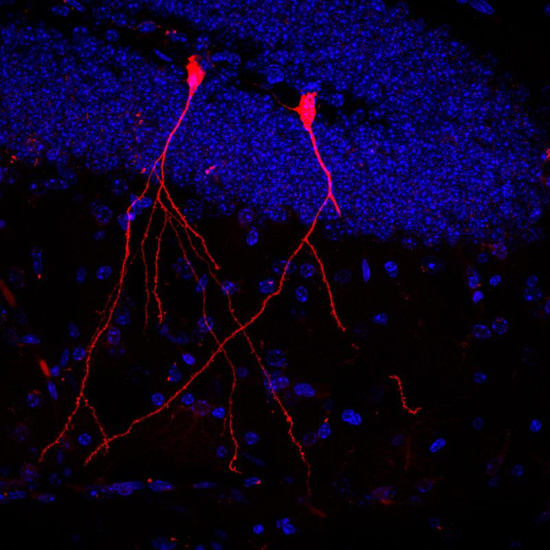 In the brain of the transgenic mouse, two nerve cells glow red because they have absorbed membrane vesicles containing functional protein from intestinal bacteria. Blue: nuclei of the other cells in the brain tissue. 