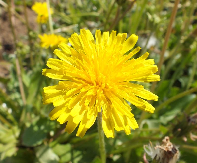 Blüte des Russischen Löwenzahns