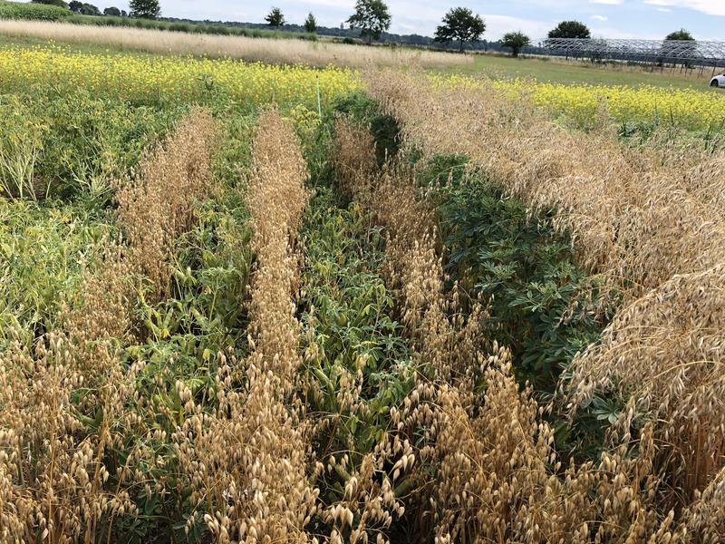 Mixed-cropping may help to make growing underuse crops like oat and faba beans more lucrative in the future.
