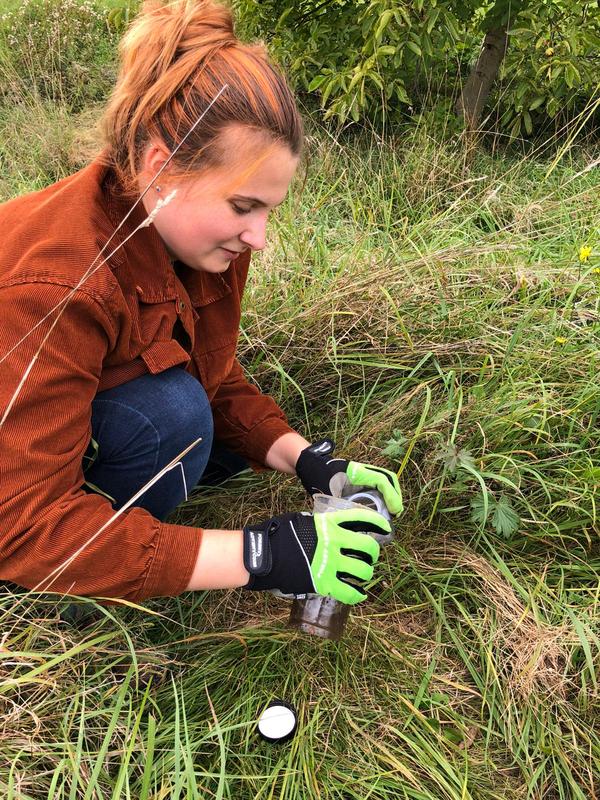 Kontrolle der Fallen für bodenbewohnende Insekten in einem Schonstreifen in Gronau bei Bad Vilbel durch die Doktorandin Mareike Oponczewski, Institut für Tierökologie. 