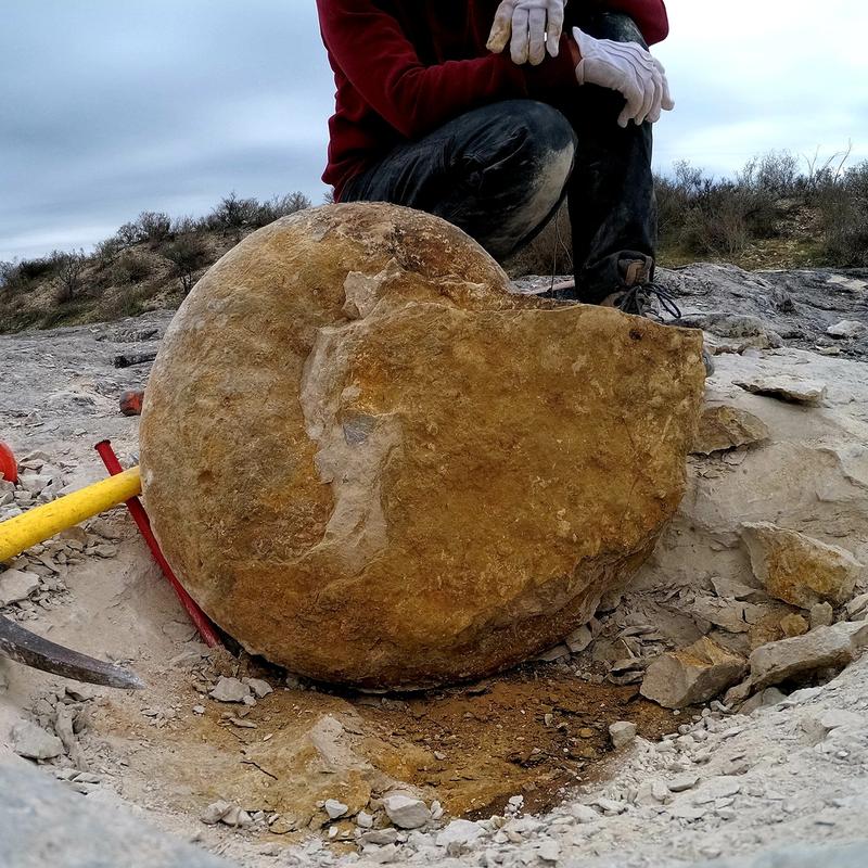 Neufund eines Riesenammoniten aus Mexiko. 