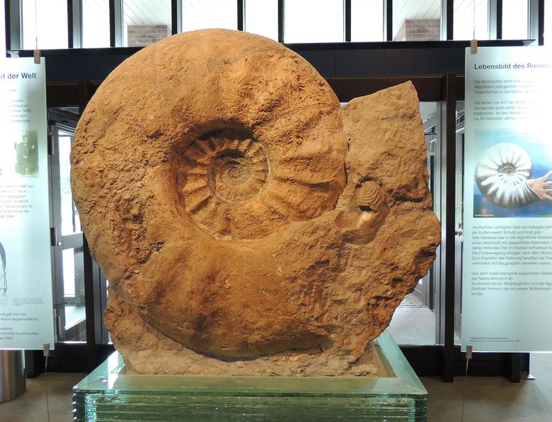 Der größte Ammonit der Welt: Parapuzosia seppenradensis aus Seppenrade in Westfalen (Durchmesser: 1,74 Meter). Das Fossil steht im Naturkundemuseum Münster.