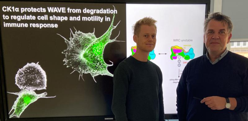 Die Marburger Zellforscher (von links) Alexander Hischhäuser und Sven Bogdan erklären die Wirkung des Enzyms CK1α: Eine Riesenfresszelle ohne CK1α ist auf dem Hintergrundbild durch ihre zackige Form deutlich von normalen Zellen zu unterscheiden.
