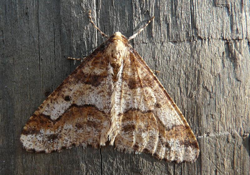 Ein Männchen des Großen Frostspanners (Erannis defoliaria). 