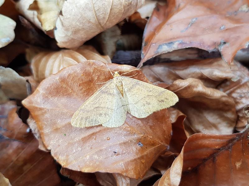 Auch der Orangegelbe Breitflügelspanner (Agriopis aurantiaria) soll in der App erfasst werden. 