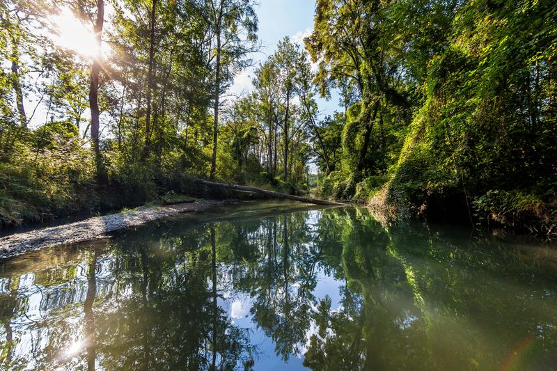 The floodplain forest between Ingolstadt and Neuburg. Here, the Aueninstitut of the KU has scientifically accompanied a long-term renaturation project.