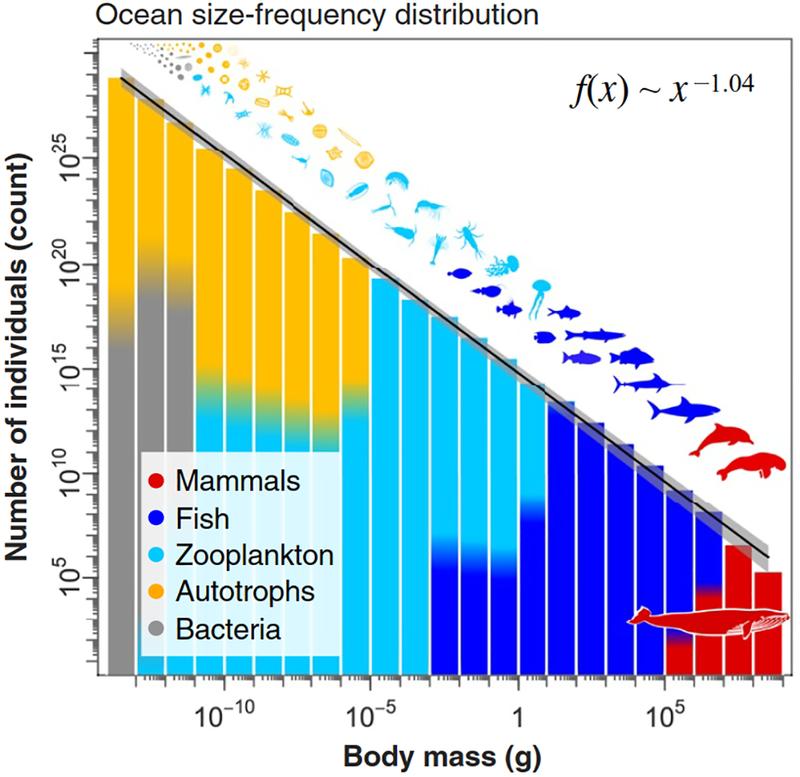 Das globale Größenklassen-Spektrum der gesamten Ozean-Biomasse zeigt die Gesamtzahl der Tiere (in den oberen 200 m des Ozeans), unterteilt in Größenklassen und Arten.