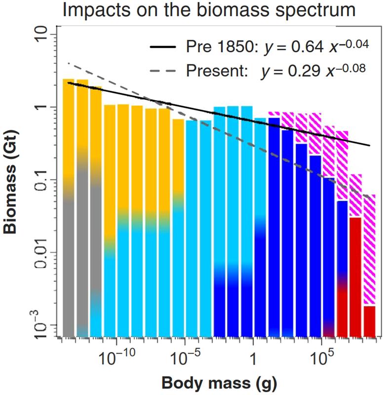 The biomass spectrum, where the solid regression line indicates the slope under “pristine” conditions and the dashed line represents the 2020 state. The biomass losses are indicated by the hatched pink area.