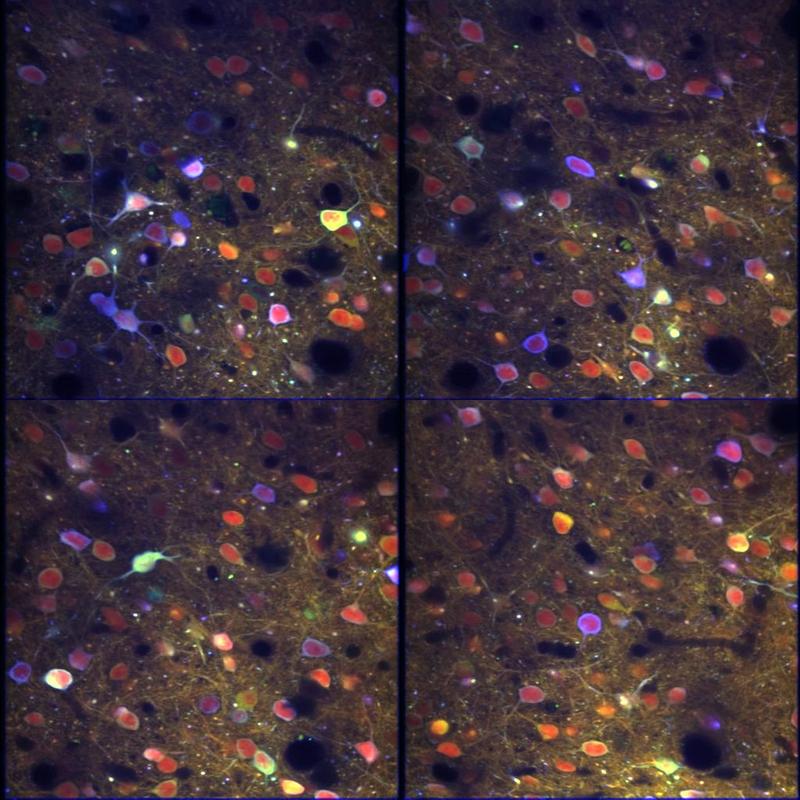 Multiphoton microscope recording of neurons in the mouse cortex. Cells lighting up with blue hues are active. 