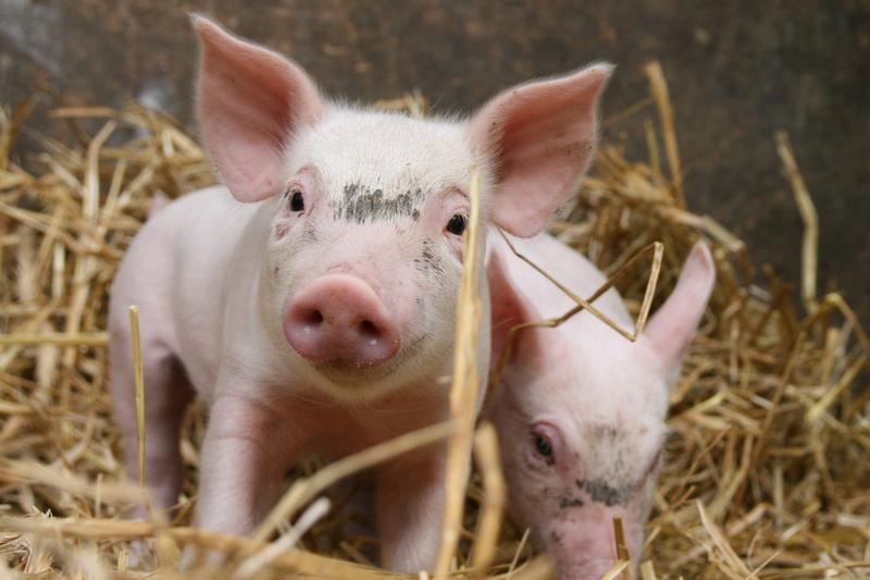 Im Projekt „EffiPig" sollen verschiedene Zuchtlinien anhand von unterschiedlich stark nährstoffreduzierten Futtermitteln untersucht werden. 