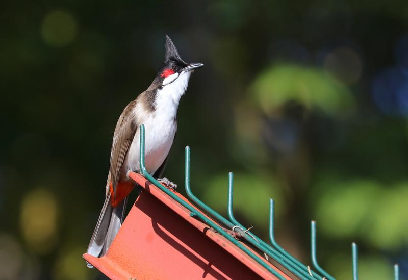 Rotohrbülbül (Pycnonotus jocosus), der sich unter anderem auf Hawaii und den Maskareneninseln angesiedelt hat. 