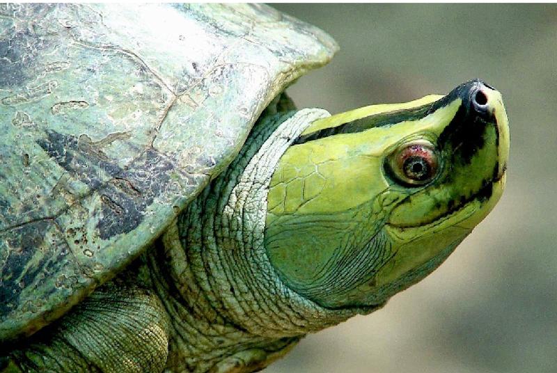 Das Verbreitungsgebiet der großen asiatischen Flussschildkröte Batagur trivittata ist um mindestens 90 Prozent geschrumpft. 