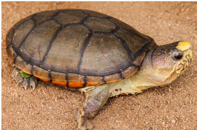 Weltweit kleinste Sumpfschildkröte: Kinosternon vogti. 
