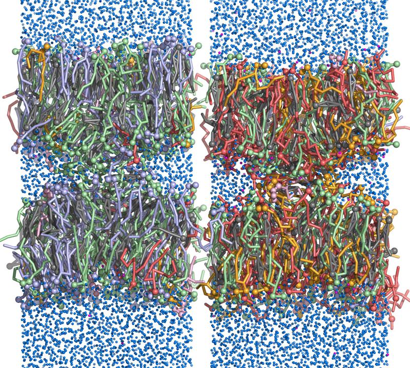 Die Abbildung zeigt zwei Simulationsmodelle mit je zwei über einen Stalk verbundenen Membranen: Links wurde die Lipidzusammensetzung der äußeren Einzelschicht einer Plasmamembran simuliert, rechts der inneren (fusionsfreudigeren) Einzelschicht.