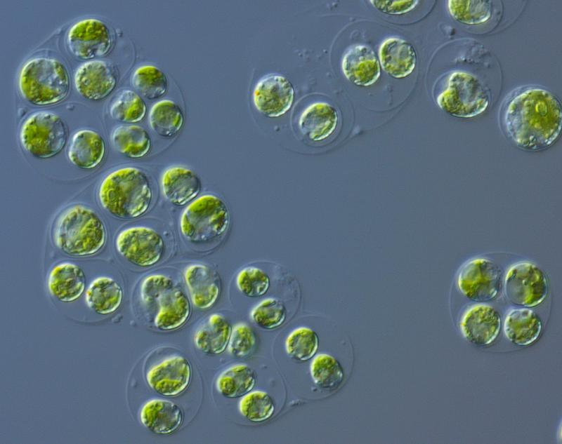 Zwei oder mehr Zellen der Grünalge Chlamydomonas reinhardtii lagern sich unter Einfluss von Marginolaktonen zu sogenannten Gloeokapsoiden zusammen, die von einer gemeinsamen Außenhülle umgeben sind.