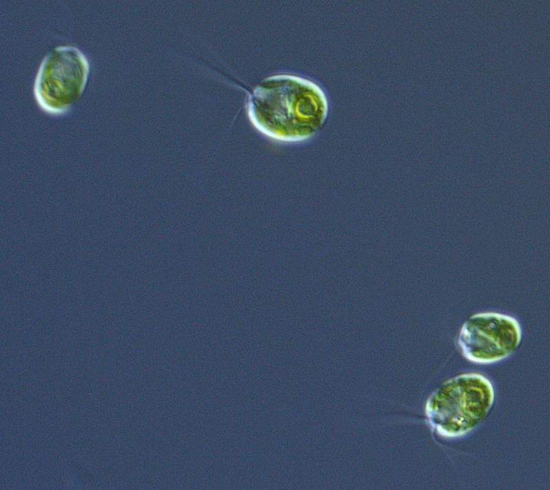 Begeißelte Einzelzellen, die bislang bekannte Daseinsform der Grünalge Chlamydomonas reinhardtii