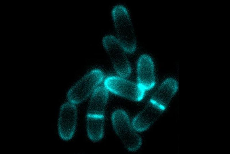 Am Modellorganismus Corynebacterium glutamicum lassen sich einerseits ungleich lange Tochterzellen und andererseits die Orte der Zellwandsynthese an den Zellpollen und der Teilungsebene gut erkennen.