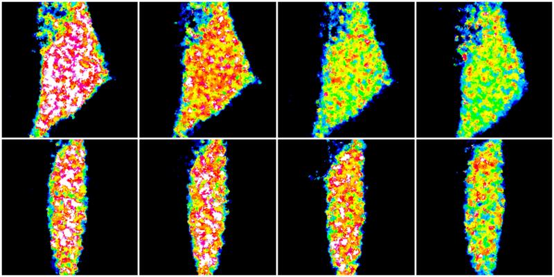 Microscopic measurement of ATP consumption in two different Drosophila neurons over time (from left). Red symbolises a high, green a low ATP concentration.