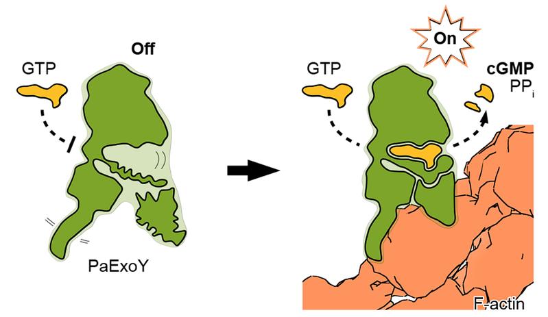 Aktivierung des Aktin-abhängigen Toxins ExoY aus der Ferne. Die Bildung des ExoY-F-Actin-Komplexes führt zu einer allosterischen Stabilisierung des aktiven Kerns von P. aeruginosa ExoY und damit zu einer Aktivierung des Enzyms. 