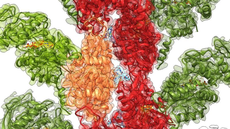 Kryo-EM-Rekonstruktion des Toxins (grün) an Aktin (rot, orange)