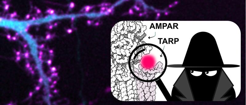 Researchers can now study the interactions of difficult to tag proteins with unrivalled precision. Fluorescence images of living neuron co-expressing a fluorescent protein (cyan) and click-labeled auxiliary protein TARP (magenta). 