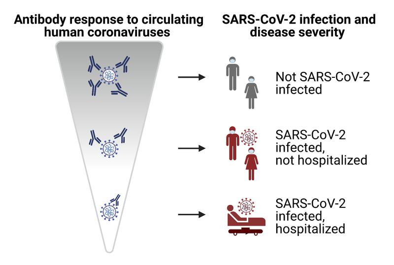 Schematic summary: Strong antibody responses against harmless coronaviruses also partially protect against SARS-CoV-2