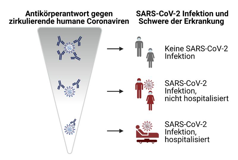 Schematische Zusammenfassung: Starke Antikörperreaktionen gegen harmlose Coronaviren schützen auch teilweise vor SARS-CoV-2