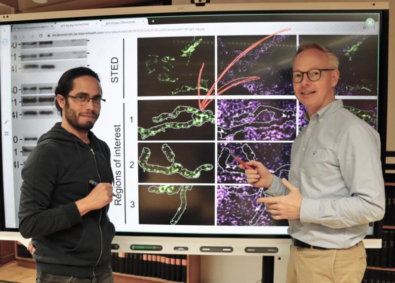 f.l.: First author, Dr. Luis Daniel Cruz-Zaragoza, scientist at the Department of Cellular Biochemistry, UMG, and senior author, Prof. Dr. Peter Rehling, Director of the Department of Cellular Biochemistry, UMG. 