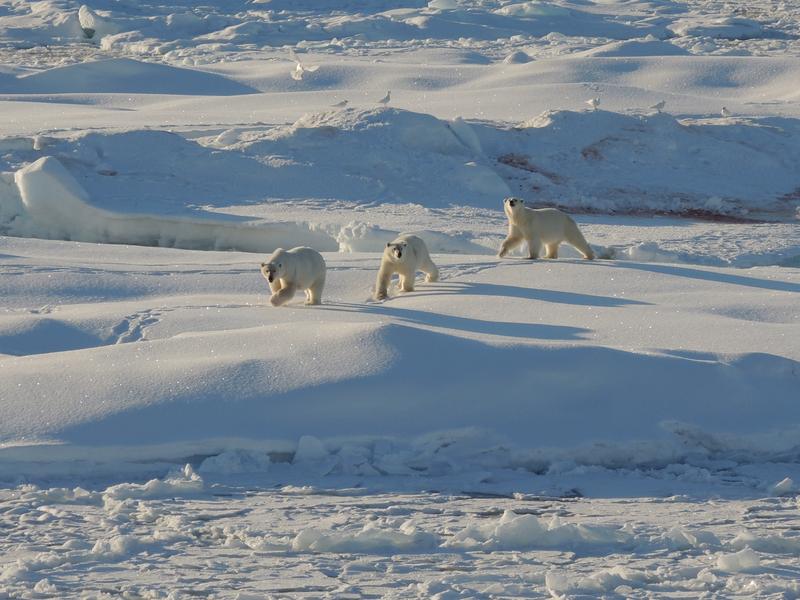 Die Arktis und ihre Bewohner sind massiv vom Klimawandel bedroht. 