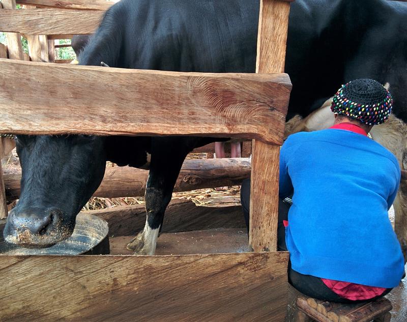 Ein kamerunischer Erzeuger melkt seine Kuh der Rasse Holstein-Friesian von Hand. 