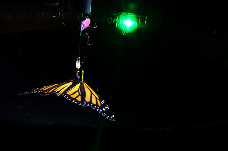 A tethered flying monarch butterfly orients in the flight simulator with respect to a green light spot. While flying, microelectrodes record the butterflies’ brain activity.