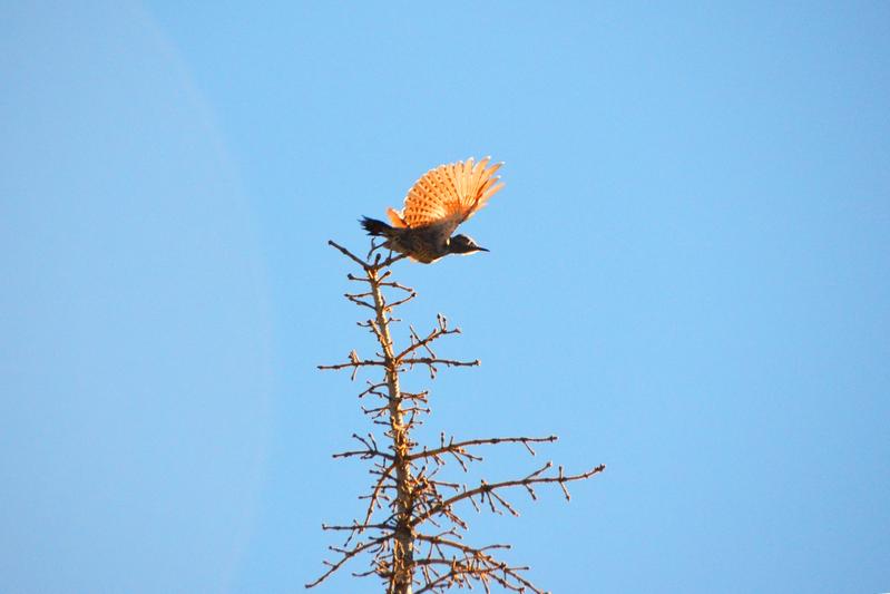 Forschende fordern einen neuen Aufbruch im internationalen Bemühen zum Schutz der Biodiversität. Das Foto zeigt einen amerikanischen Goldspecht (Colaptes auratus L.).