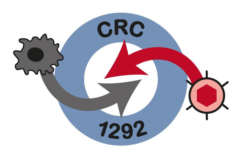 Zentrales Ziel des SFB (Collaborative Research Center, CRC) 1292 ist es, die krankheitsspezifischen Mechanismen zu entschlüsseln, die für eine Fehlfunktion des Immunsystems bei der Tumorbekämpfung und bei der Infektabwehr verantwortlich sind.