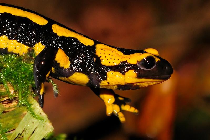 Forschende des Verbundes analysieren zum Beispiel, wie sich Feuersalamander an ihren jeweiligen Lebensort anpassen und welche Auswirkung das auf ihr Risikoverhalten hat.  Foto: Universität Bielefeld/O. Krüger