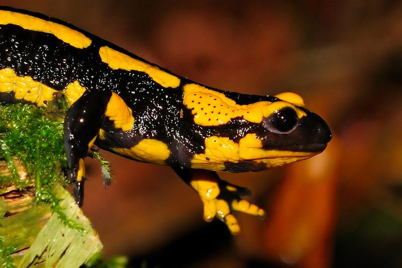 Forschende des Verbundes analysieren zum Beispiel, wie sich Feuersalamander an ihren jeweiligen Lebensort anpassen und welche Auswirkung das auf ihr Risikoverhalten hat.  Foto: Universität Bielefeld/O. Krüger