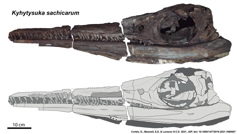 Reconstruction of the skull of the newly described extinct ichthyosaur genus Kyhytysuka sachicarum