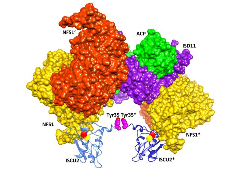 Die Bildung eines Eisen-Schwefel-Clusters wird durch einen Tyr35-Tyr35-Handschlag zweier ISCU2-Proteine (blau) eingeleitet. (vollst. BU: <www.uni-marburg.de>) 