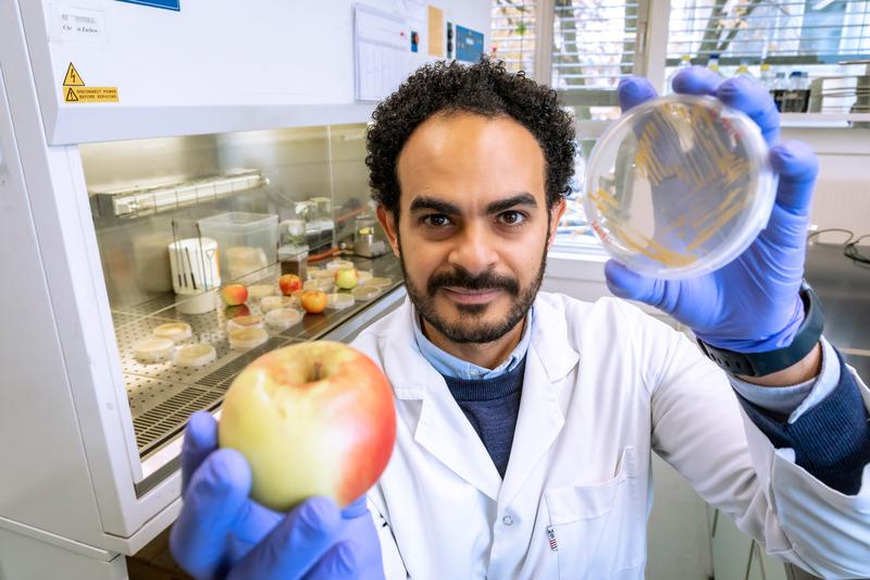 The first author in the study Ahmed Abdelfattah from TU Graz hopes for new ecological strategies in plant breeding.