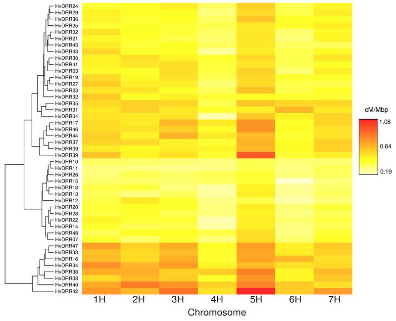 Graphic illustration of the differences in the recombination rate between the 45 spring barley populations, where red represents a high recombination rate and white a low rate.