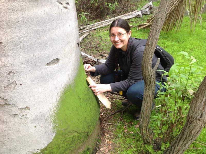 Dr. Tatyana Darienko, Universität Göttingen, Mitautorin der Studie, sammelt die grünen Biofilme auf den Bäumen und Felsen, die der natürliche Lebensraum der seltenen Alge Chlorokybus sind.