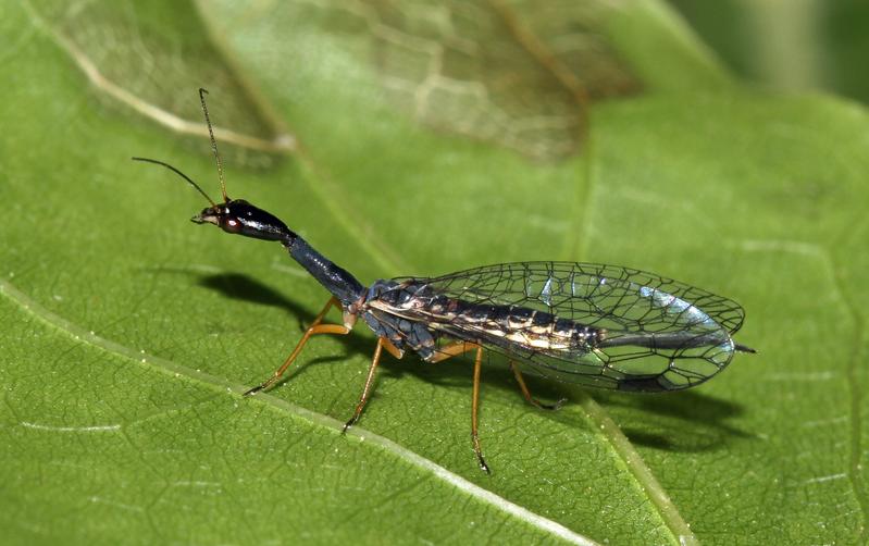 Das Insekt des Jahres 2022:  Die Schwarzhalsige Kamelhalsfliege Venustoraphidia nigricollis. 