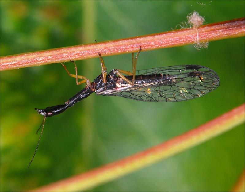 Aus den vielen fossilen Funden kann man schließen, dass Kamelhalsfliegen, wie Venustoraphidia nigricollis, in der Erdgeschichte viel weiter verbreitet und artenreicher waren. 