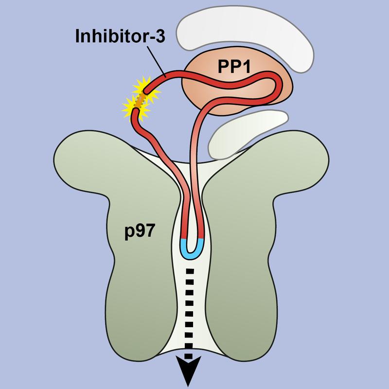 Querschnitt durch das Protein VCP/p97, wie es einen Aminosäurefaden als Schlaufe in seinen Kanal fädelt.