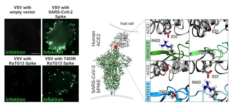 Computermodellierung der Proteinstruktur von SARS-CoV-2 (großes Bild links). Die vier kleineren Abbildungen zeigen Interaktionen zwischen jeweils unmodifziertem und modifiziertem SARS-CoV-2 Spike-Protein beziehungsweise RaTG13-Spike-Protein 