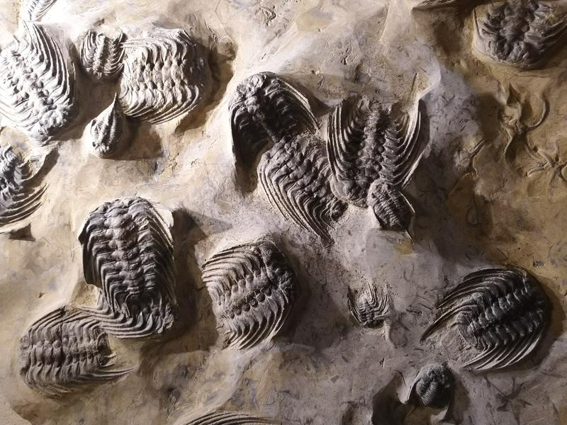 Abrupt climate change at the end of the Ordovician Period (~450 million years ago) caused the second largest mass extinction in Earth history, including the demise of the trilobite, Selenopeltis (pictured, in Oxford University Museum of Natural History).